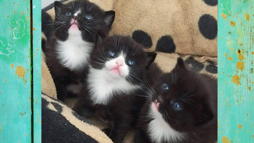Kittens born in Cattery